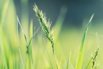 photo of closeup summer or spring green grass on meadow