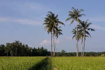 Fototapeta premium palm trees and blue sky