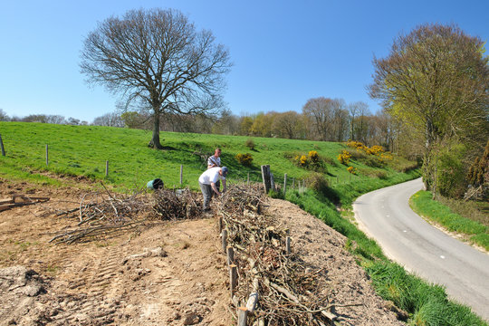 Lutte contre l'&eacute;rosion des sols. Construction d'une fascine dans un champ de bl&eacute; afin d'&eacute;viter les coul&eacute;es de boues sur la route