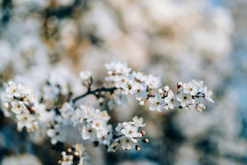 Photo of closeup blossoming tree in forest or park. Beautiful nature background