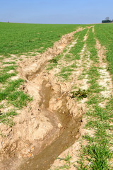 Erosion des sols..Formations de ravines dans un champ de blé en pente dues aux ruissellements des eaux de pluies