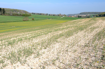 Dégats cultures/intempéries sur champ de colza partiellement détruit par les aléas climatiques successifs ( pluies diluviennes, gel, neige)