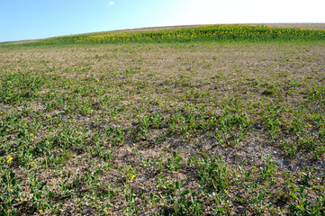 Dégats cultures/intempéries sur champ de colza partiellement détruit par les aléas climatiques successifs ( pluies diluviennes, gel, neige)
