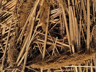 hay bale of straw in a field