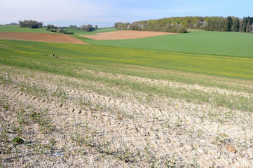 Dégats cultures/intempéries sur champ de colza partiellement détruit par les aléas climatiques...