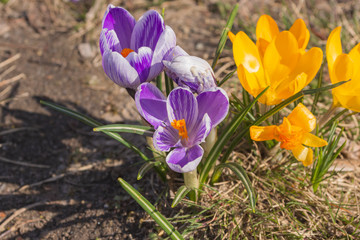  aufgebl&uuml;hte farbige Krokusse  im Fr&uuml;hling
