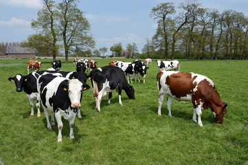 Vaches au pré de race normande et prim holstein