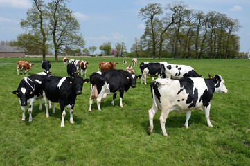 Vaches au pré de race normande et prim holstein