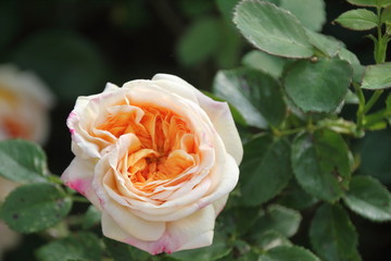 weiß orange rosa englische Rose