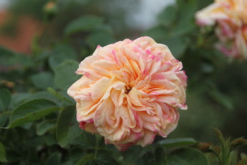 dreifarbige englische Rose