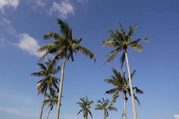 Obraz premium palm trees against blue sky