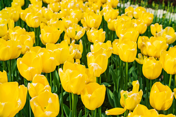 Obraz premium field of flowers of tulips close up