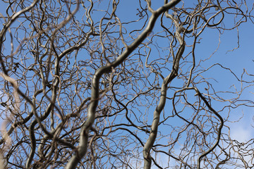 Bare branches of a curly tree on a background of blue sky with clouds. selective focus