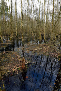 Sumpfiger Images Browse 39 Stock Photos, Vectors, and Video Adobe Stock