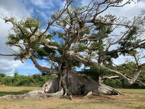 Tree In South Porto Rico 