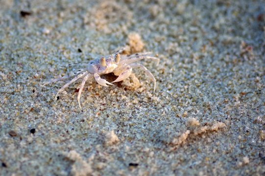 Little crab ashore basked in the sun