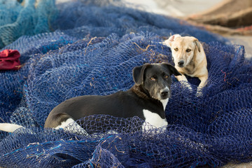 Dog in fishing nest, Essaouira, Morocco 
