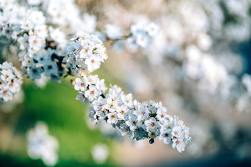 Photo of closeup blossoming tree in forest or park. Beautiful nature background
