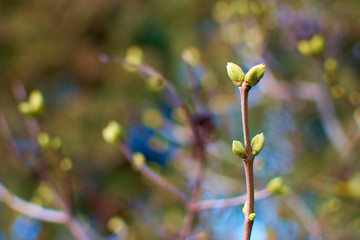 Neutral background of swollen lilac buds in a sunny day. One spring green first sprout. Blue toned