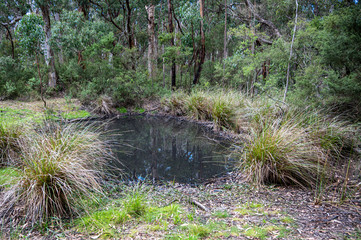 Small pond darkened by ash from recent bush forest fires, Great Ocean Road, Victoria, Australia