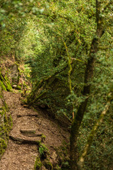 Pfad durch wilden Bugsbaum bei St. Aldegund an der Mosel