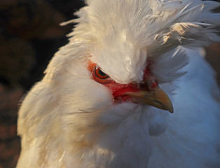 Portrait of rooster. Cock close-up. Beautiful head of a cute domestic bird with natural sunny back lit. 