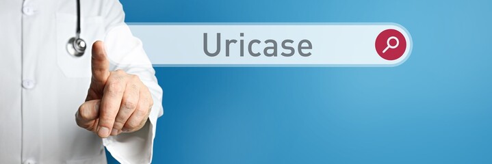 Uricase. Arzt im Kittel zeigt mit dem Finger auf ein Suchfeld. Das Wort Uricase steht im Fokus. Symbol für Krankheit, Gesundheit, Medizin