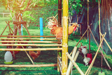 Fototapeta premium Many chickens rest happily on the chicken farm in the afternoon. Outdoors close up selective focus image.