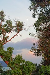 Trees on a background of clouds and the moon
