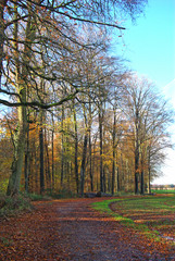 Fototapeta premium Wald, Natur