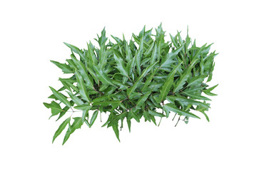 fresh green dill isolated on white background