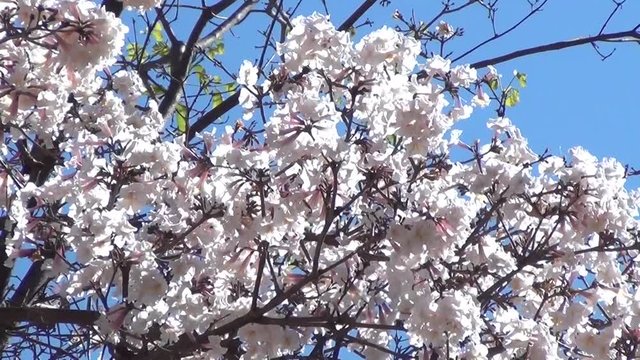 White flowers tree against blue sky. Tabebuia roseo-alba