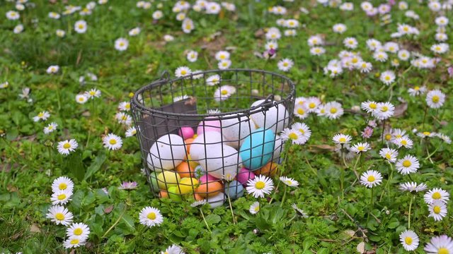 Little girl collects easter eggs in the green grass with daisies. Traditional festive games in the garden with the child. Spring. Copy space