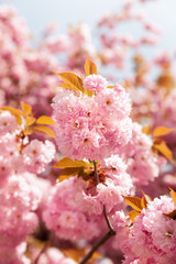 Sakura trees and flowers