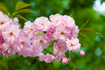 Sakura trees and flowers