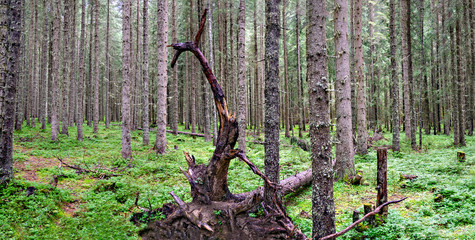 uprooted root stock in dense forest