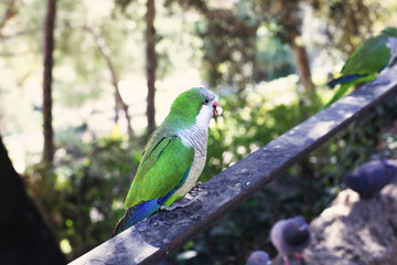 Wild small green parrots (Monk Parakeets) in Barcelona, Spain. 