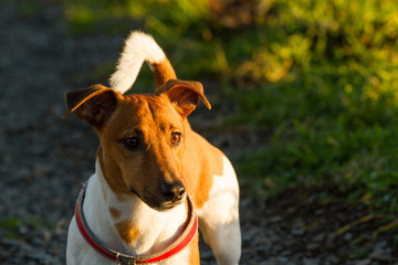 jack russell terrier illuminated by the afternoon sun