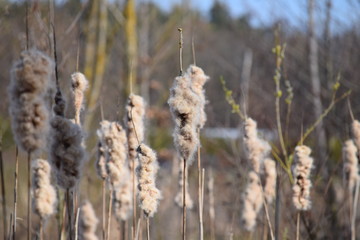 Cattails