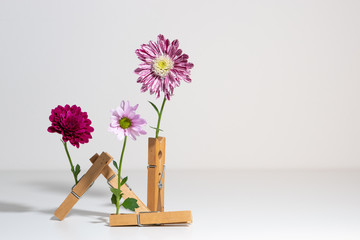 Creative hipster spring flower design composition of flower clamped in wooden clothespins with copy space for text on white background