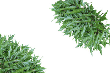 bunch of fresh dill isolated on white background