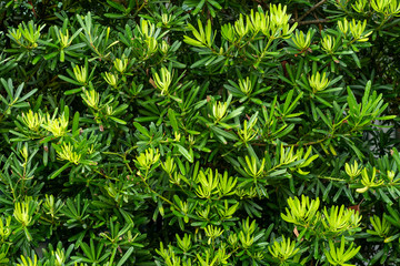 The Green  leaves of the tree in the garden