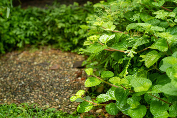 The mint trees in the garden adorn the stone floor.
