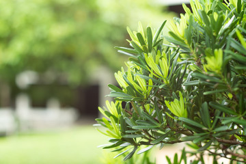 The Green  leaves of the tree in the garden