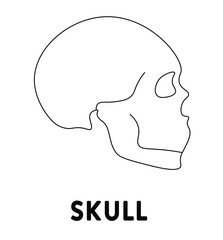 Human skull. Medicine and anatomy. Anatomical structure of man. Symbol, element, sign, logo, emblem. Concept illustration.