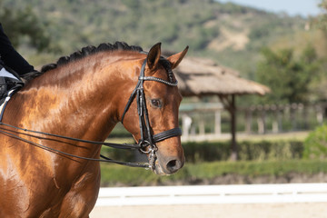 Fototapeta premium Face portrait of a bay spanish horse in a dressage competition