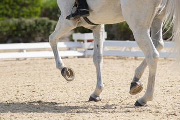 Legs and hoofs of a mare in a dressage grand prix test