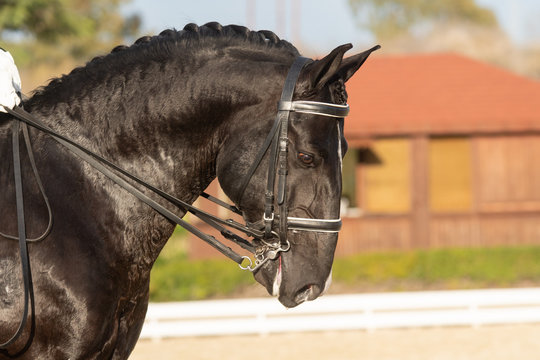 Face portrait of a lusitano horse in a dressage competition