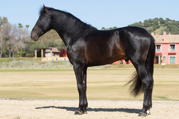 Portrait of a young spanish stallion posing