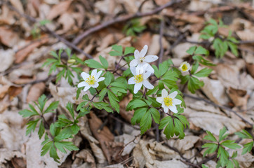 White anemone flowers in the forest